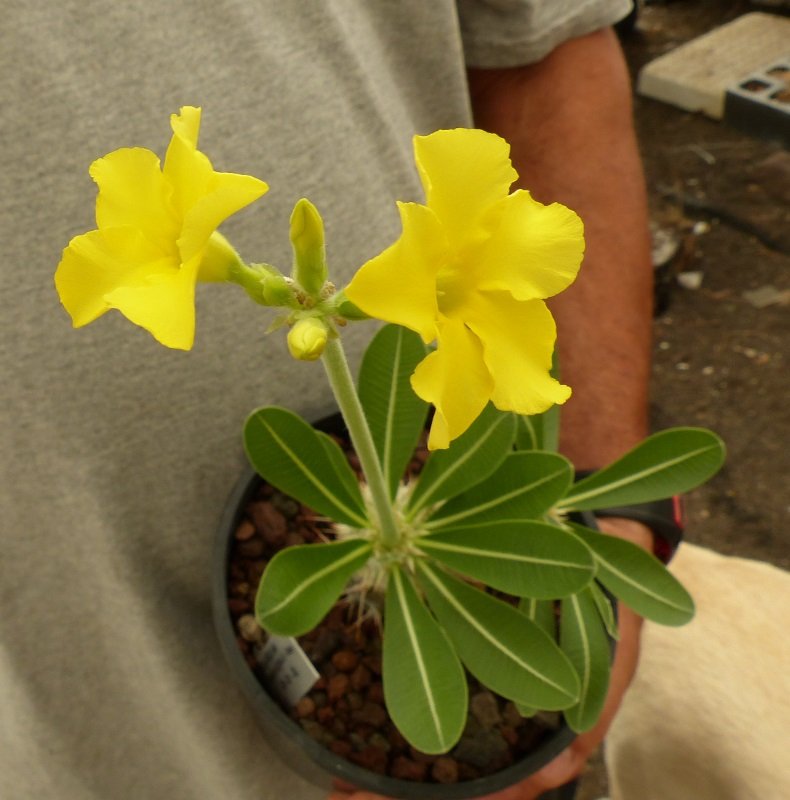 Pachypodium hormbense Blüten (790x800).jpg