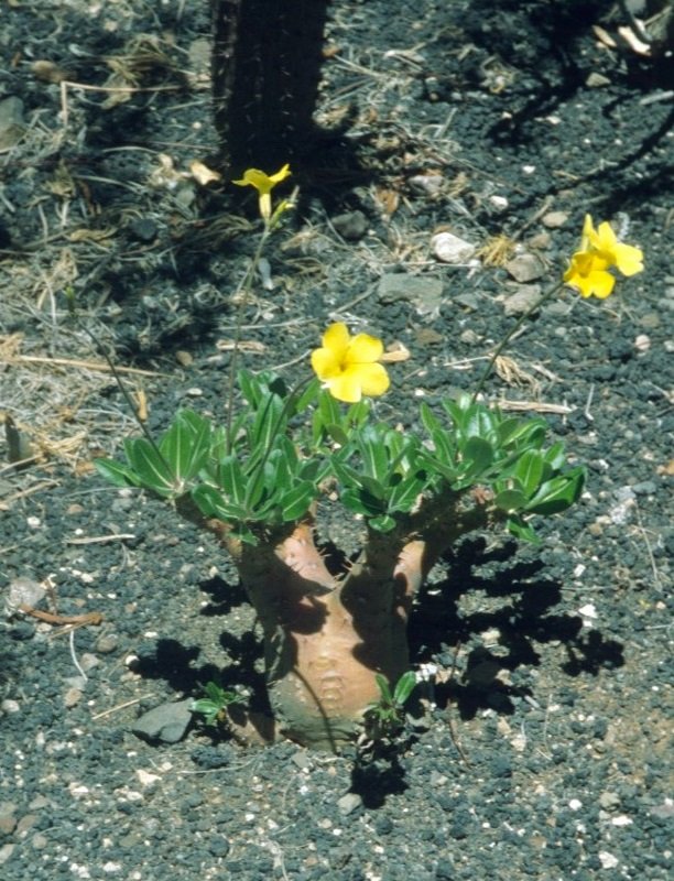 Pachypodium rosulatum mit Blüte (612x800).jpg