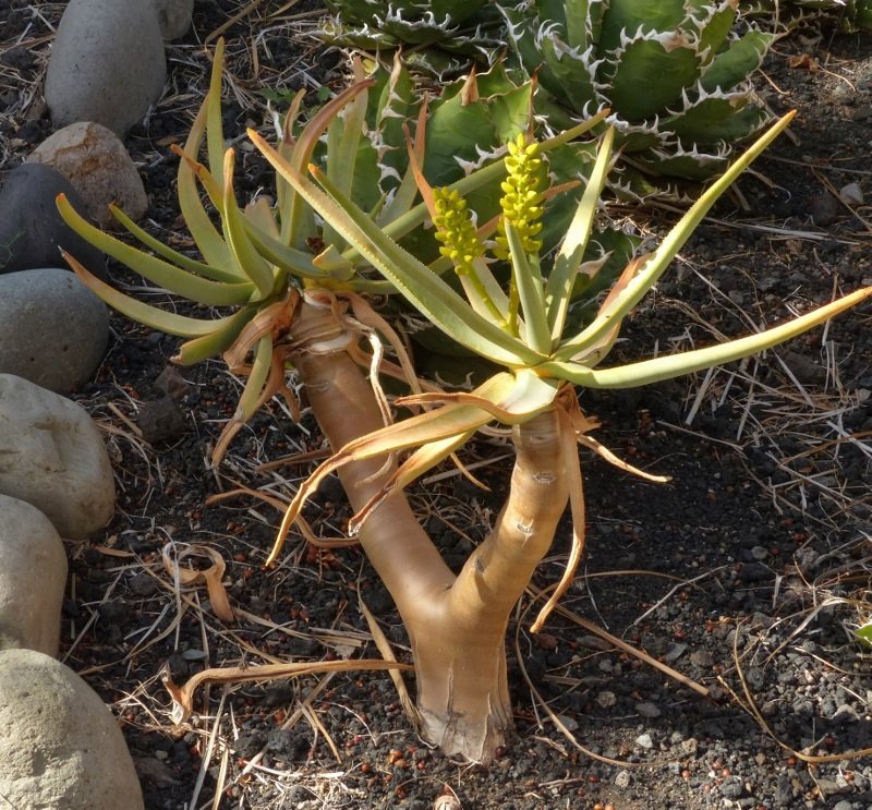 Aloe dichotoma , from a cut.jpg