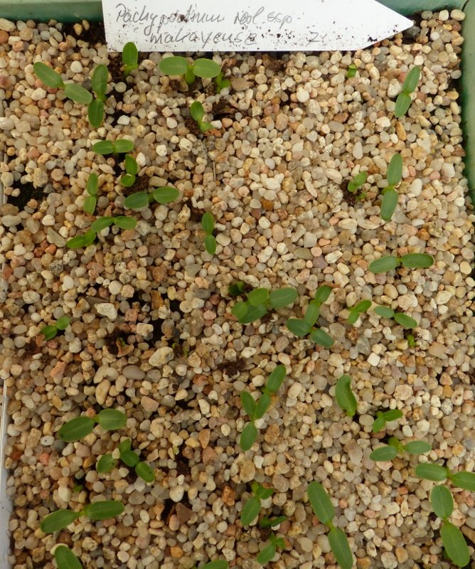 pachypodium rosl. ssp makayense (668x800).jpg