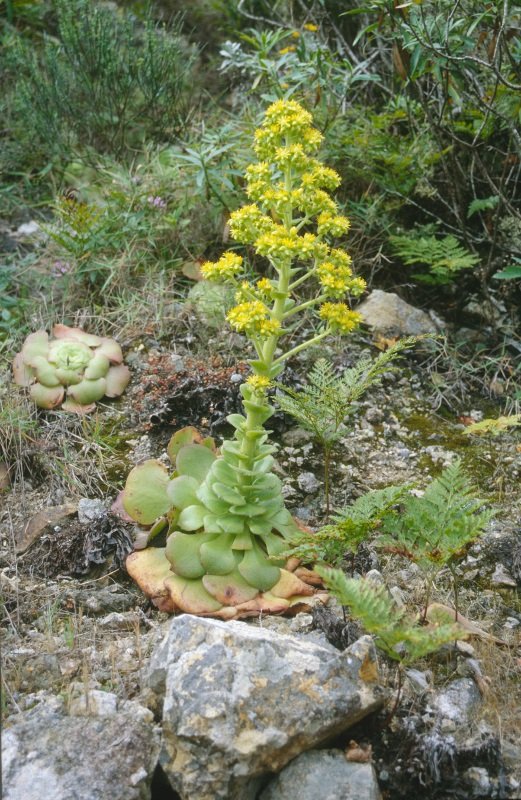Aeonium canariense ssp. latifolium, Blüte (521x800).jpg