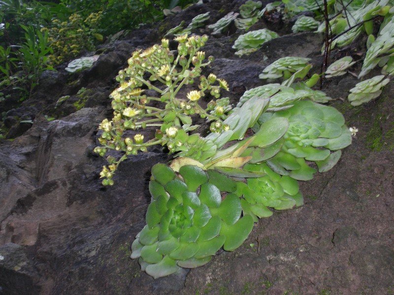 Aeonium glandolosum mit Blüte (800x600).jpg