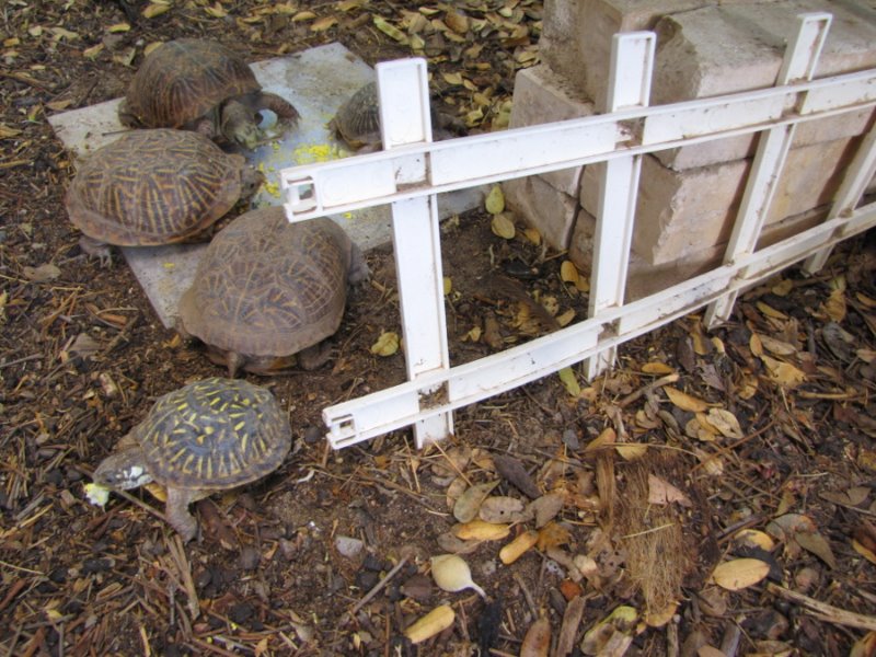 Box Turtles1.JPG