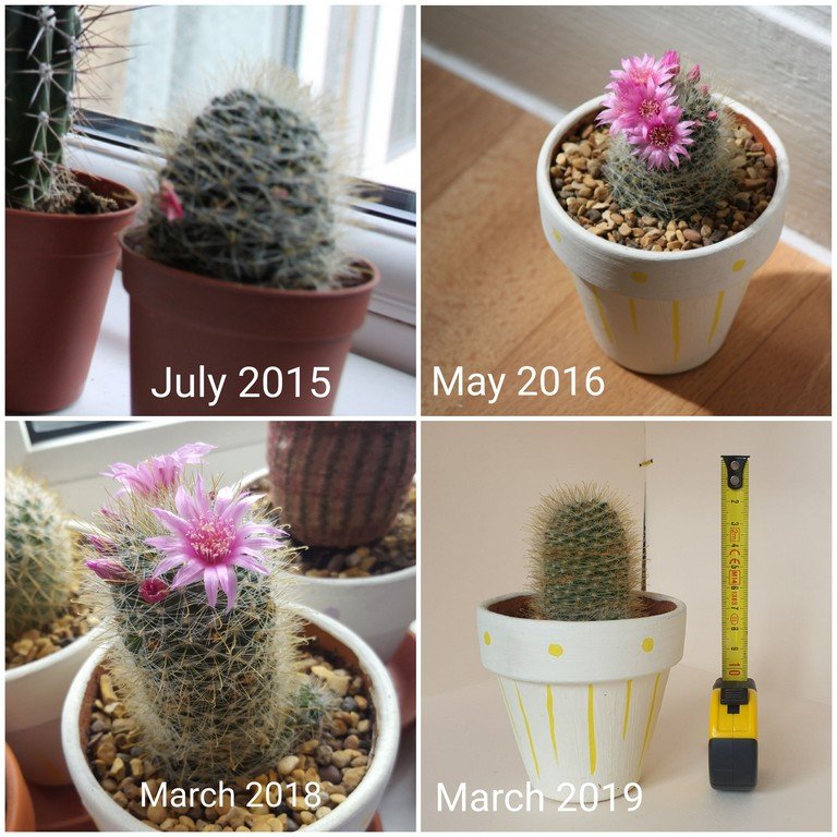 My first cactus bought in 2015 along with the columbiana and the Stetsonia coryne.