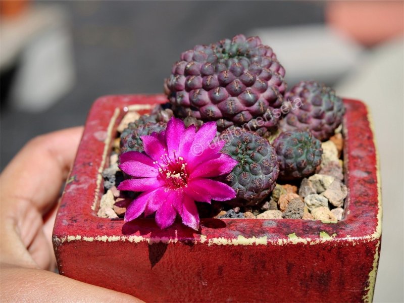 Sulcorebutia rauschii 'Violacidermis'