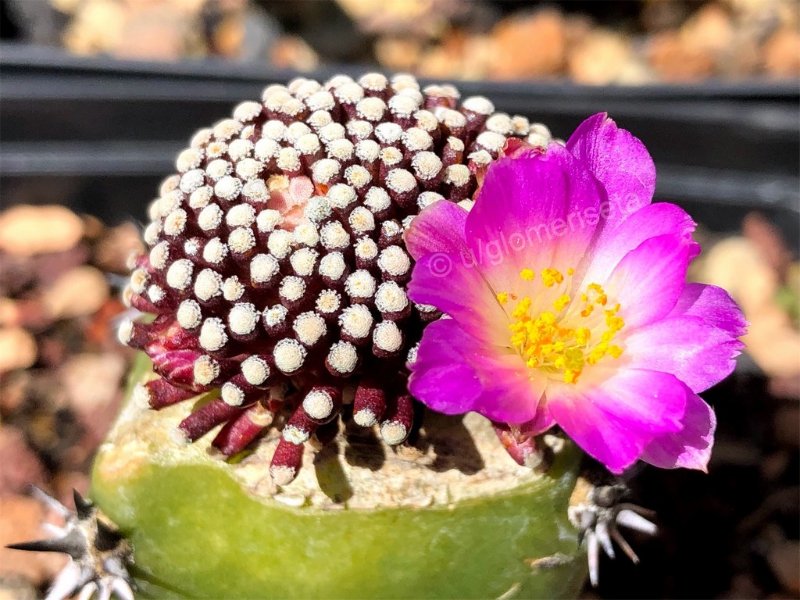 Mammillaria luethyi