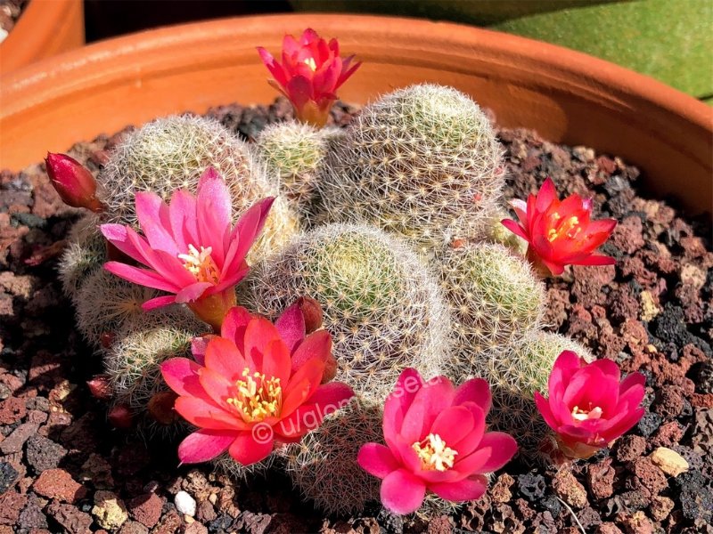 Rebutia cv. 'Mandy'