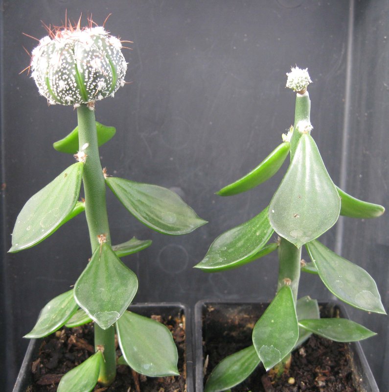 Grafted red flowering capricorne