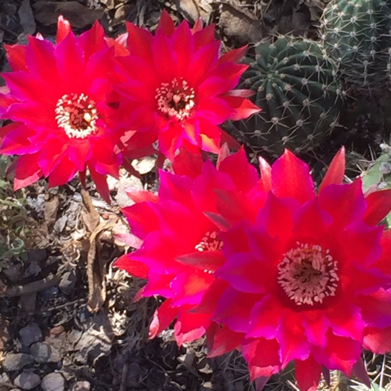 Red Echinopsis6.JPG