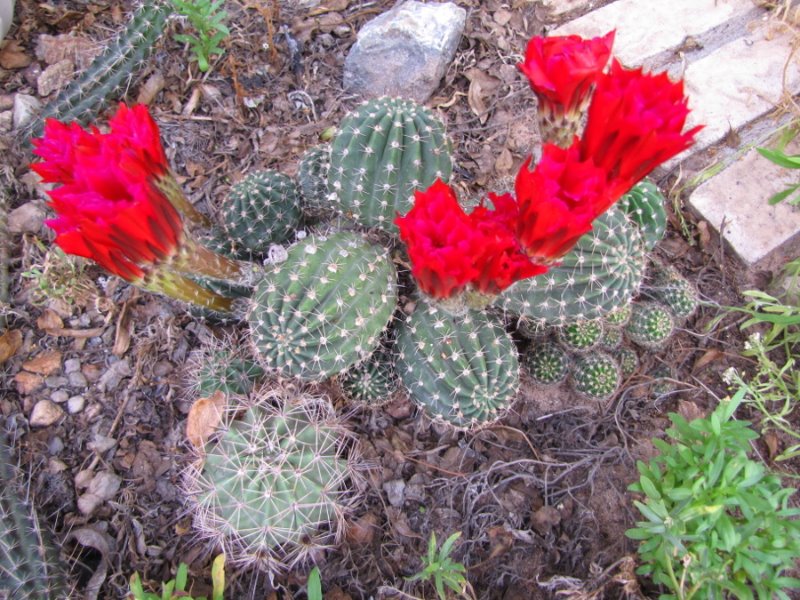 Red Echinopsis10.JPG