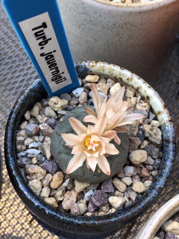 Turbinicarpus juaerngii