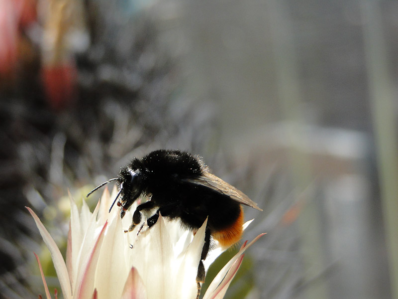 Insekten, Hummel auf paucicostata 2012 Juno04-4.jpg