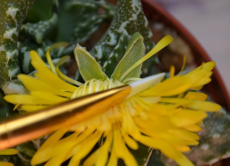 Faucaria_pollen.jpg