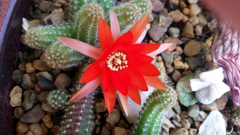 peanut cactus flower resized.jpg
