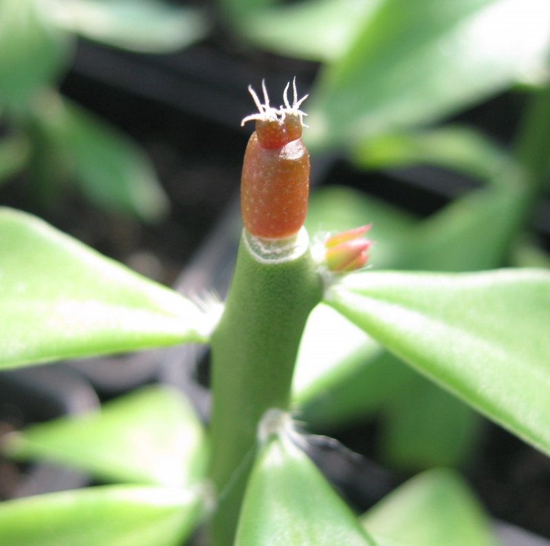 Grafted godzilla seedling