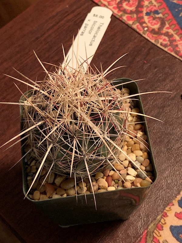 Thelocactus bicolor v parras