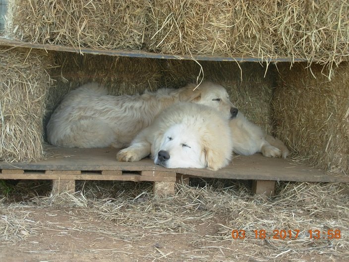 Peaceful Puppies_2_White Lion.jpg