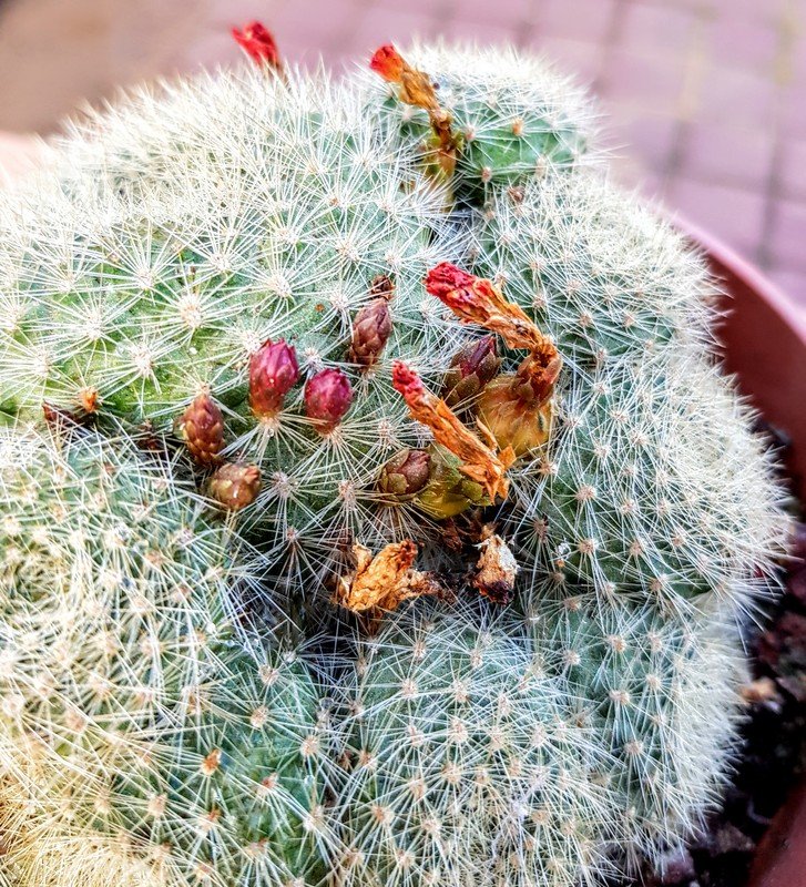 Rebutia albipilosa 002.jpg