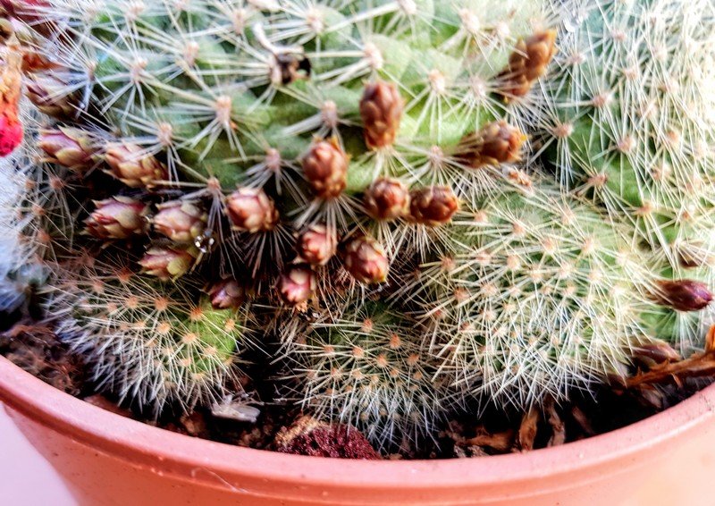 Rebutia albipilosa 003.jpg