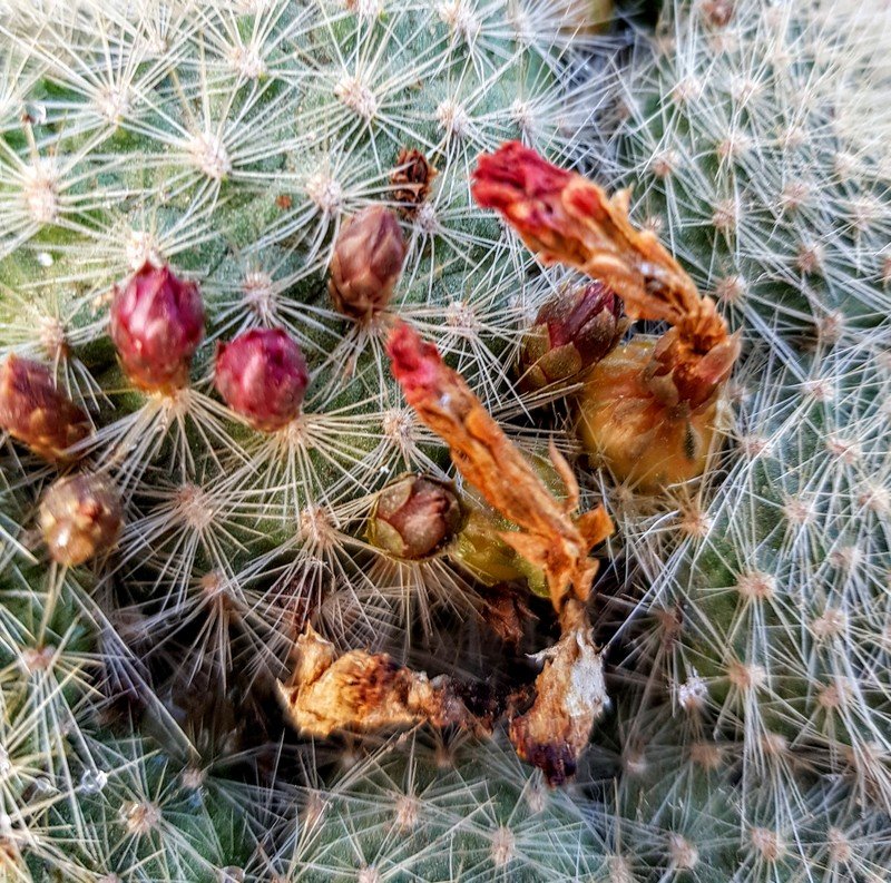 Rebutia albipilosa 004.jpg