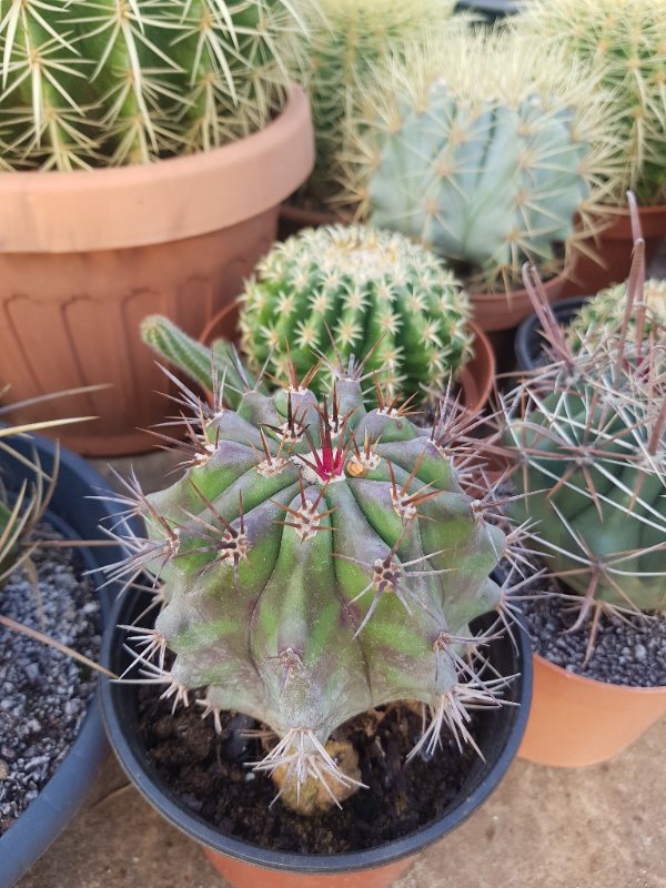 Echinocactus grandis