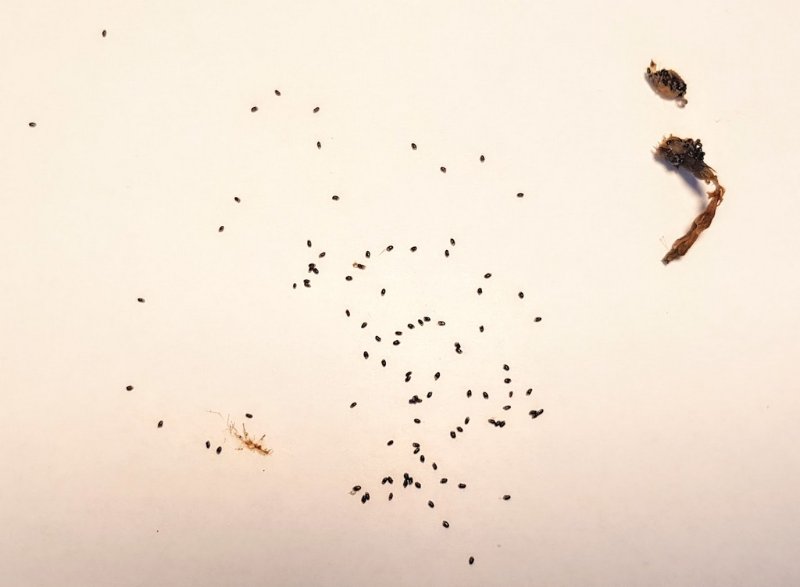 Rebutia albipilosa seeds_1ד.jpg