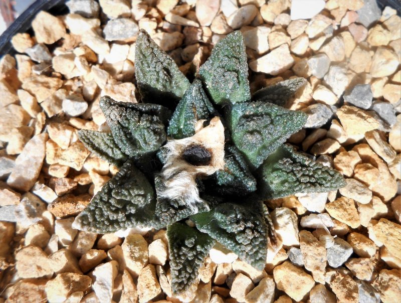 Ariocarpus bravoanus sbsp hintonii