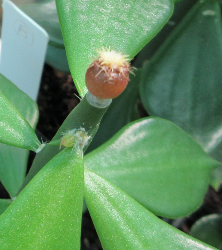 Discocactus horstii