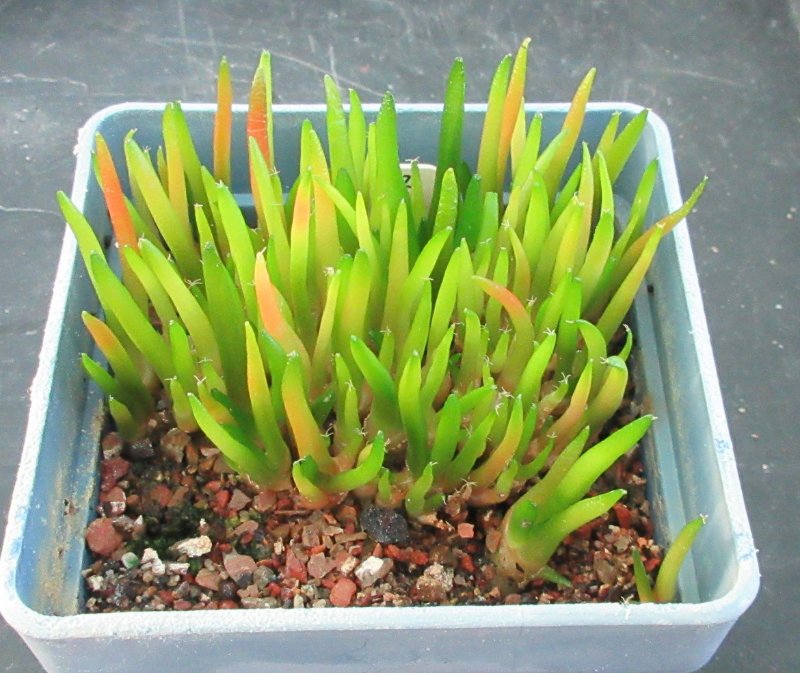 Seedlings in pot