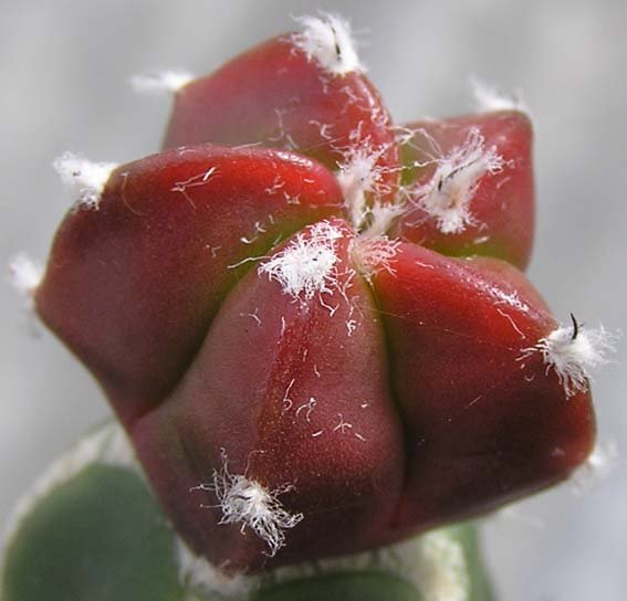 Very young A. myriostigma cv red bean khoyo