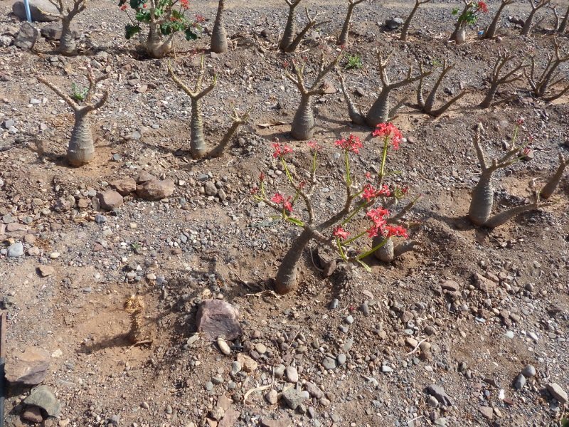 Pachypodium baronii with flower 3.14.20.jpg