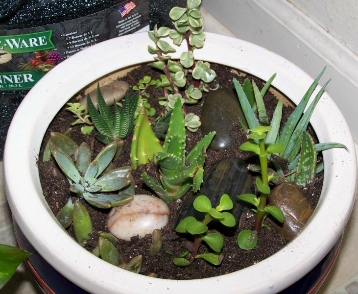 Pot with cuttings.
