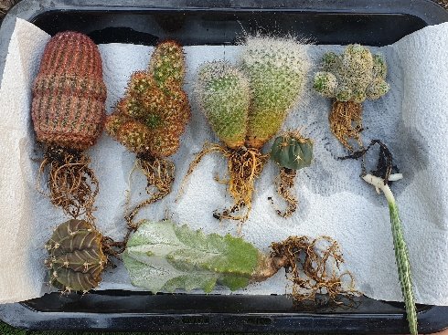 Bareroot cacti