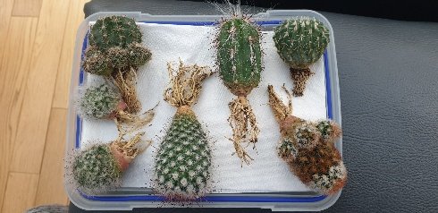 Bareroot cacti