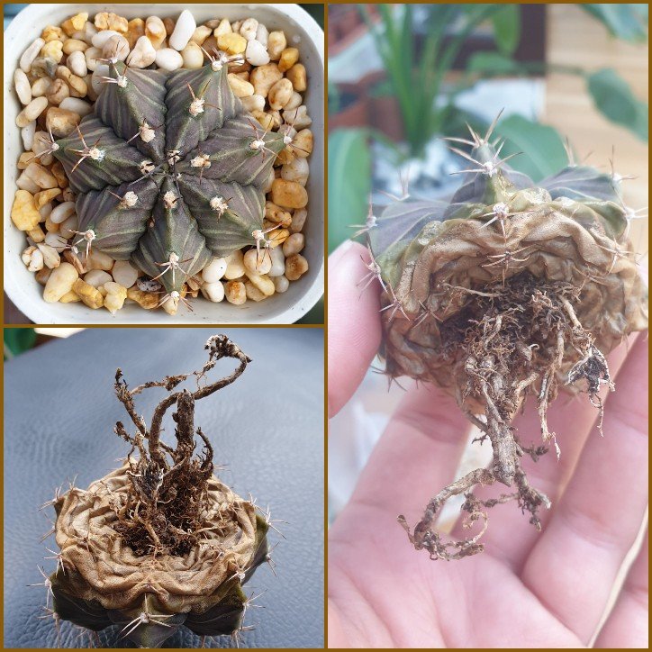 Gymnocalycium mihanovichii, one of my first cacti, bareroot and now