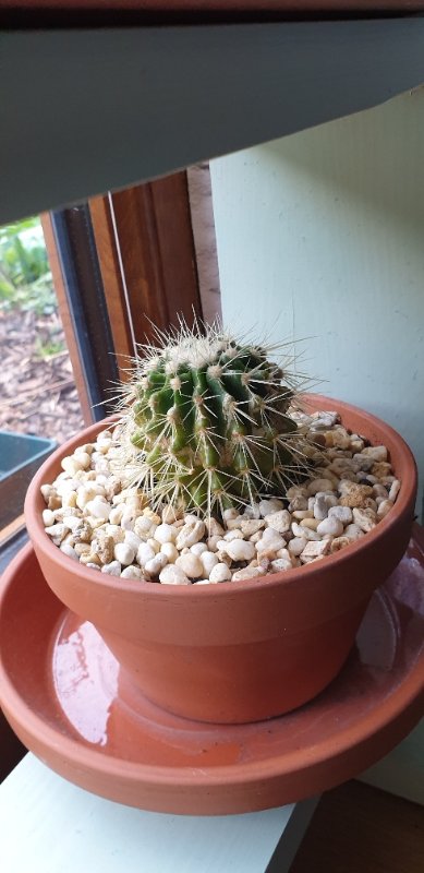 My sunburnt Echinocactus grusonii