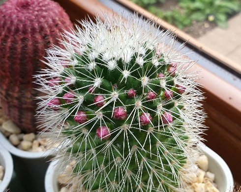 Buds on Mam. backebergiana albispina :) Just need some more sun now so they can open nicely