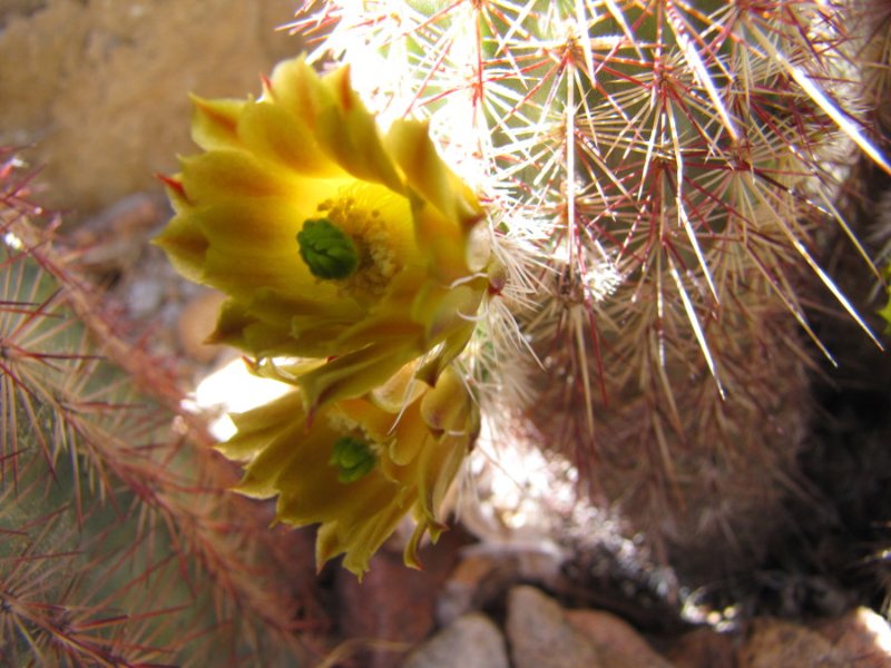 E_viridiflorus ssp chloranthus3.JPG