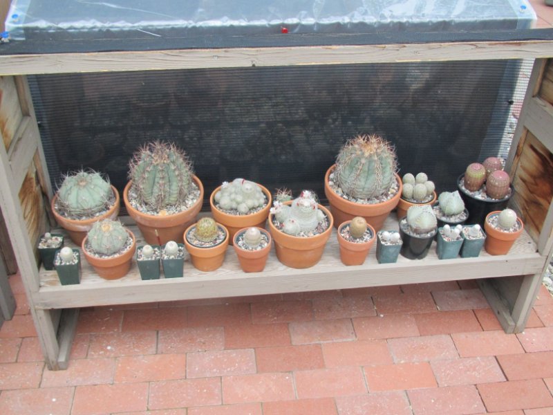 Bench of cactus 2