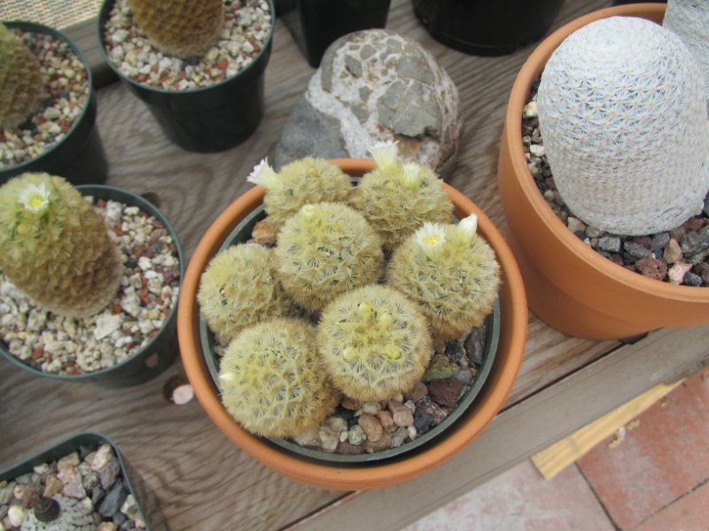 Mammillaria carmenae