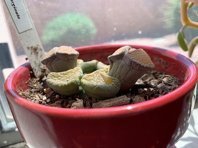 lithop 1.jpg