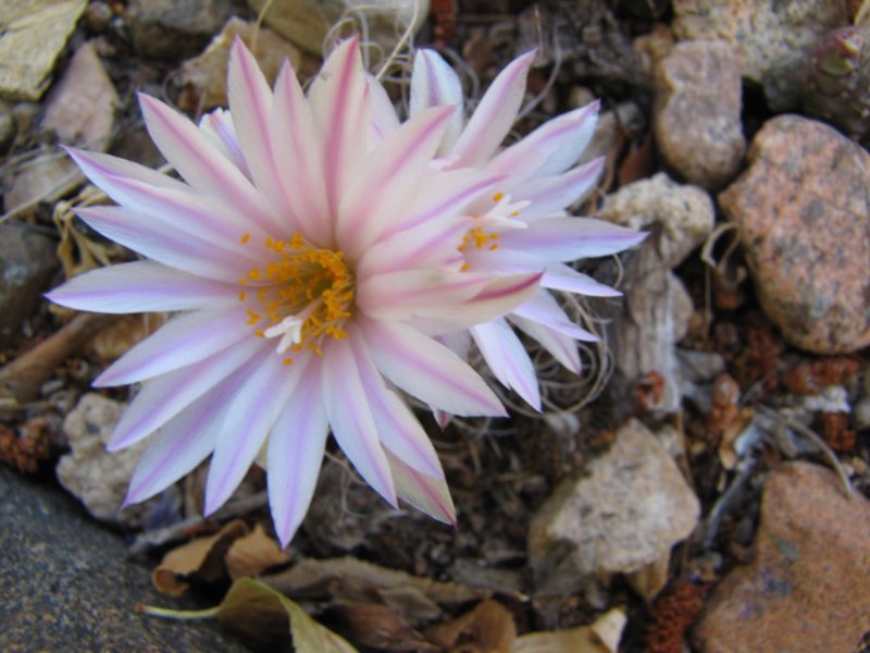 Turbinicarpus3.JPG