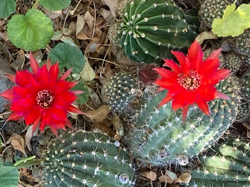 Red Echinopsis1.jpg