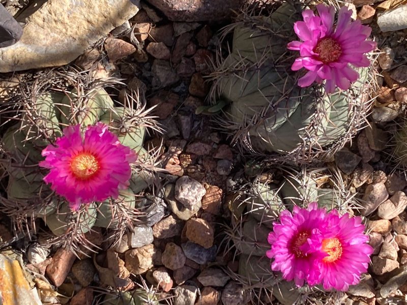 Echinocactus horizonthalonius1.jpg