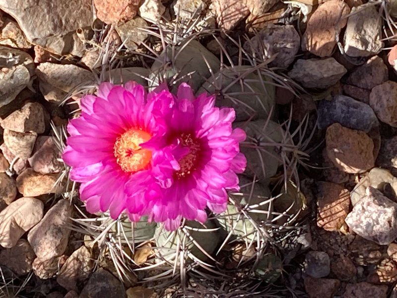 Echinocactus horizonthalonius3.jpg