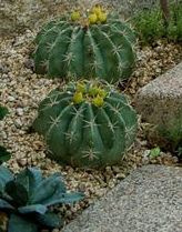 Cactus Variety.png
