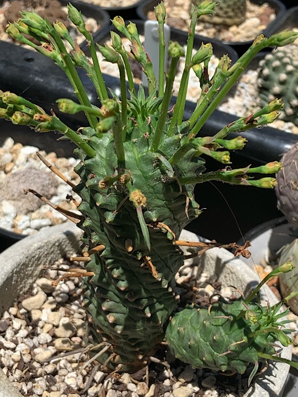 Euphorbia spiralis