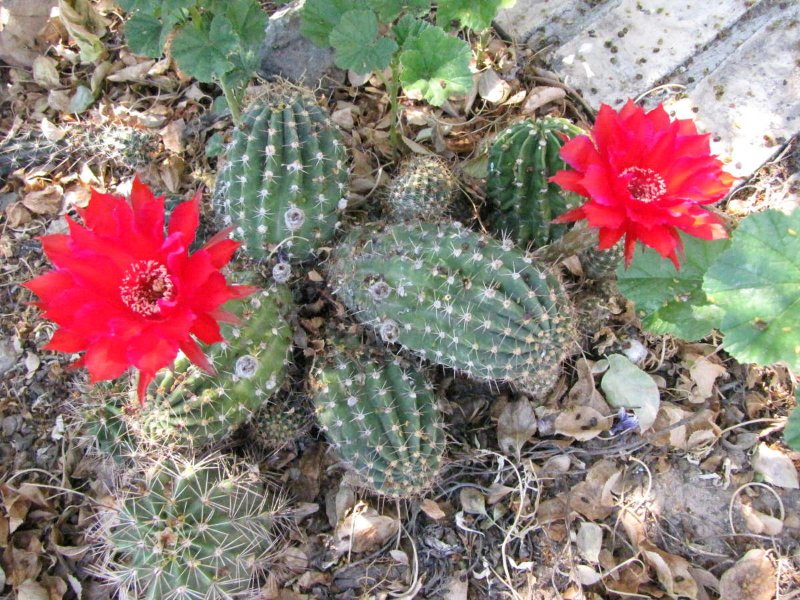 Red Echinopsis5.JPG