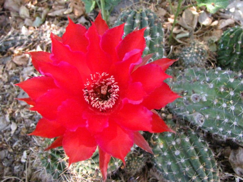 Red Echinopsis7.JPG