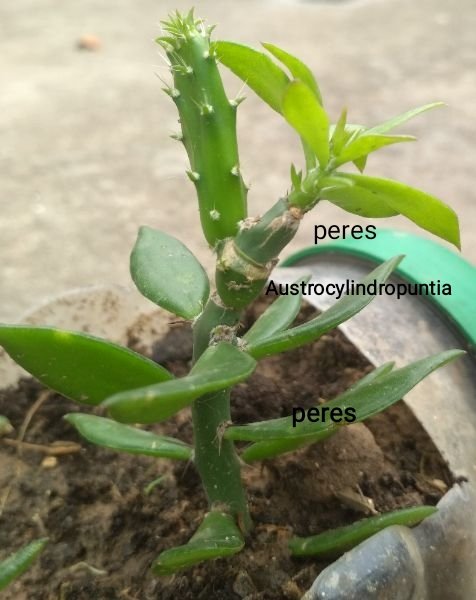 Another peres on Austrocylindropuntia on peres